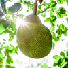 Biona Organic Jackfruit In Salted Water 400g