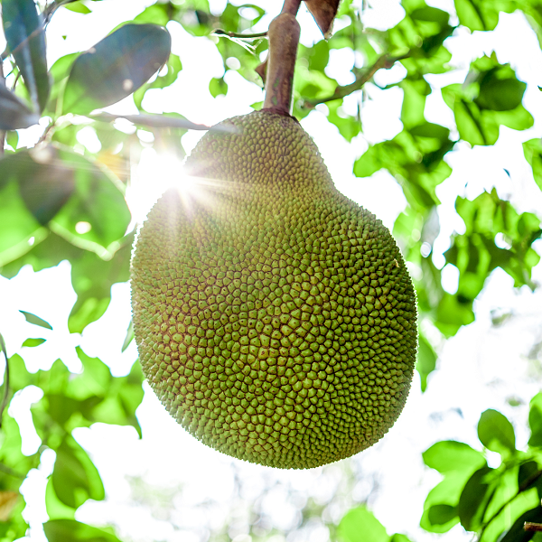 Biona Organic Jackfruit In Salted Water 400g