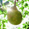 Biona Organic Jackfruit In Salted Water 400g (5pk)